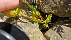 Polygonum achoreum