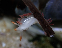 Coryphella trilineata