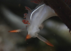 Coryphella trilineata