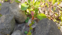 Polygonum achoreum