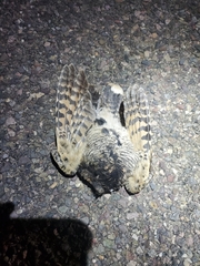 Phalaenoptilus nuttallii