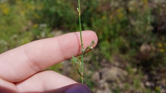 Polygonum ramosissimum