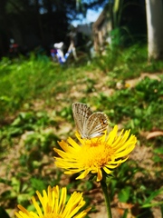 Inula japonica