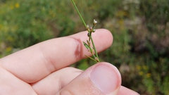 Polygonum ramosissimum
