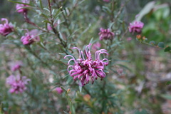 Grevillea sericea
