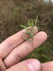 Dichanthelium wrightianum