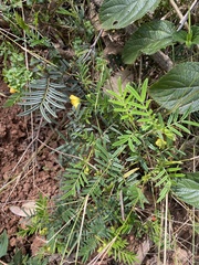 Senna aciphylla