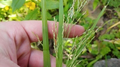 Panicum dichotomiflorum dichotomiflorum