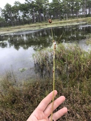 Rhynchospora fascicularis