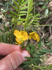 Senna aciphylla