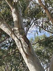 Melopsittacus undulatus