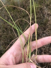 Rhynchospora fascicularis