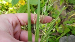 Panicum dichotomiflorum dichotomiflorum