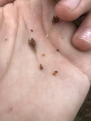 Rhynchospora fascicularis