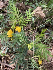 Senna aciphylla