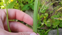 Panicum dichotomiflorum dichotomiflorum