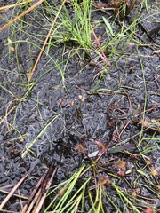 Utricularia juncea