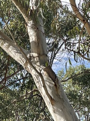 Melopsittacus undulatus