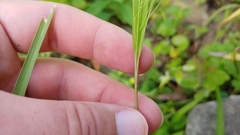 Panicum dichotomiflorum dichotomiflorum