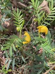Senna aciphylla