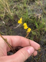 Utricularia juncea