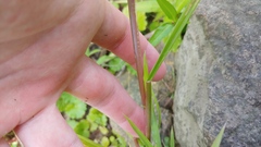 Panicum dichotomiflorum dichotomiflorum