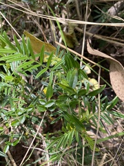 Senna aciphylla