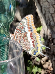 Charaxes jasius