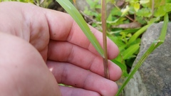Panicum dichotomiflorum dichotomiflorum