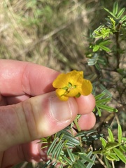 Senna aciphylla