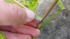 Panicum dichotomiflorum dichotomiflorum