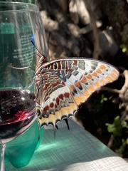 Charaxes jasius