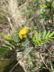 Senna aciphylla