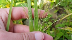 Panicum dichotomiflorum dichotomiflorum