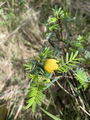 Senna aciphylla