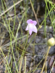 Utricularia purpurea