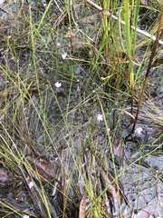Utricularia purpurea