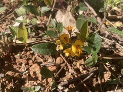 Bossiaea prostrata