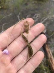 Utricularia purpurea
