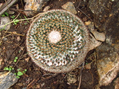 Mammillaria chionocephala
