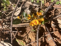 Bossiaea prostrata