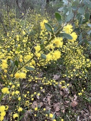 Acacia acinacea