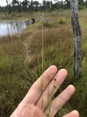 Rhynchospora wrightiana
