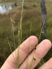 Rhynchospora wrightiana