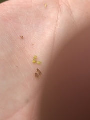 Rhynchospora wrightiana