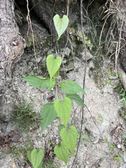 Dioscorea