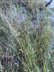 Scleria muehlenbergii