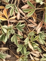 Potentilla acaulis