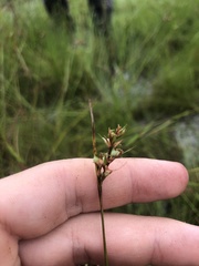 Scleria muehlenbergii