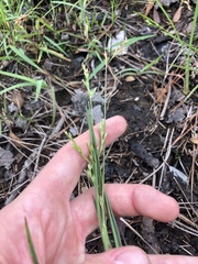 Scleria muehlenbergii